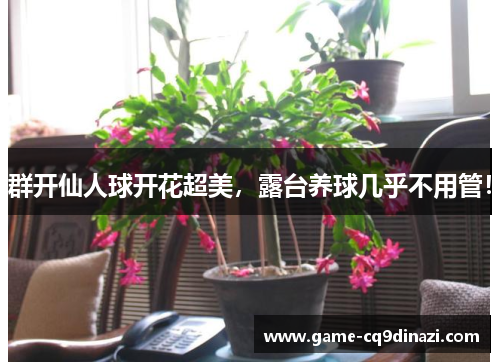 群开仙人球开花超美，露台养球几乎不用管！